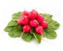 Редиска 1 пучок